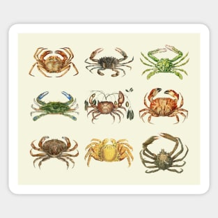 Vintage Crab Illustration Ocean Animal Marine Biology Coastal Art Sticker